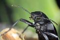 blaps mucronata